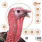 EzAim Four Color Turkey Patterning Paper Targets 12x12 6 pk.