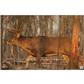 Birchwood Casey EZE-Scorer Whitetail Target 23x35 in. 2 pk.