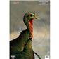 Birchwood Casey Pregame Turkey Target 12x18 in. 8 pk.